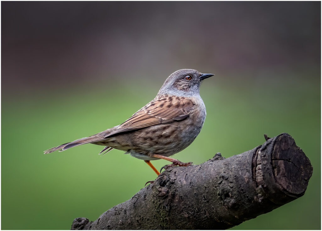 Dunnock by Andre Van De Sande