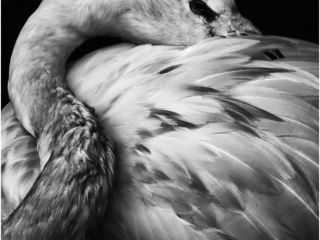 Flamingo by Tim Stephens