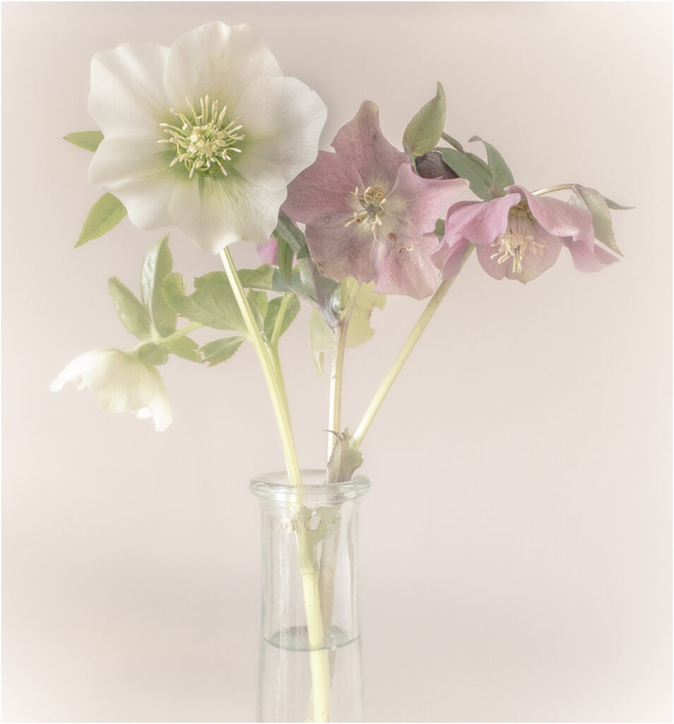 Hellebore in vase by Niall