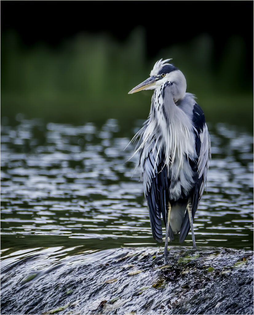 Heron by Andre Van De Sande