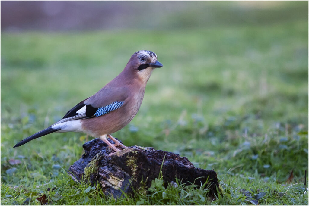 Jay on rock by Dave Barton