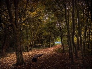 Light in the woods by Niall