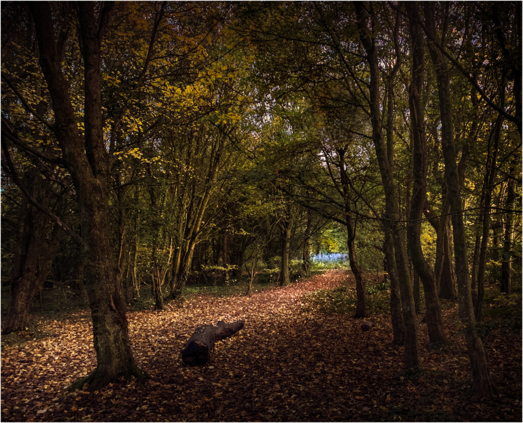 Light in the woods by Niall