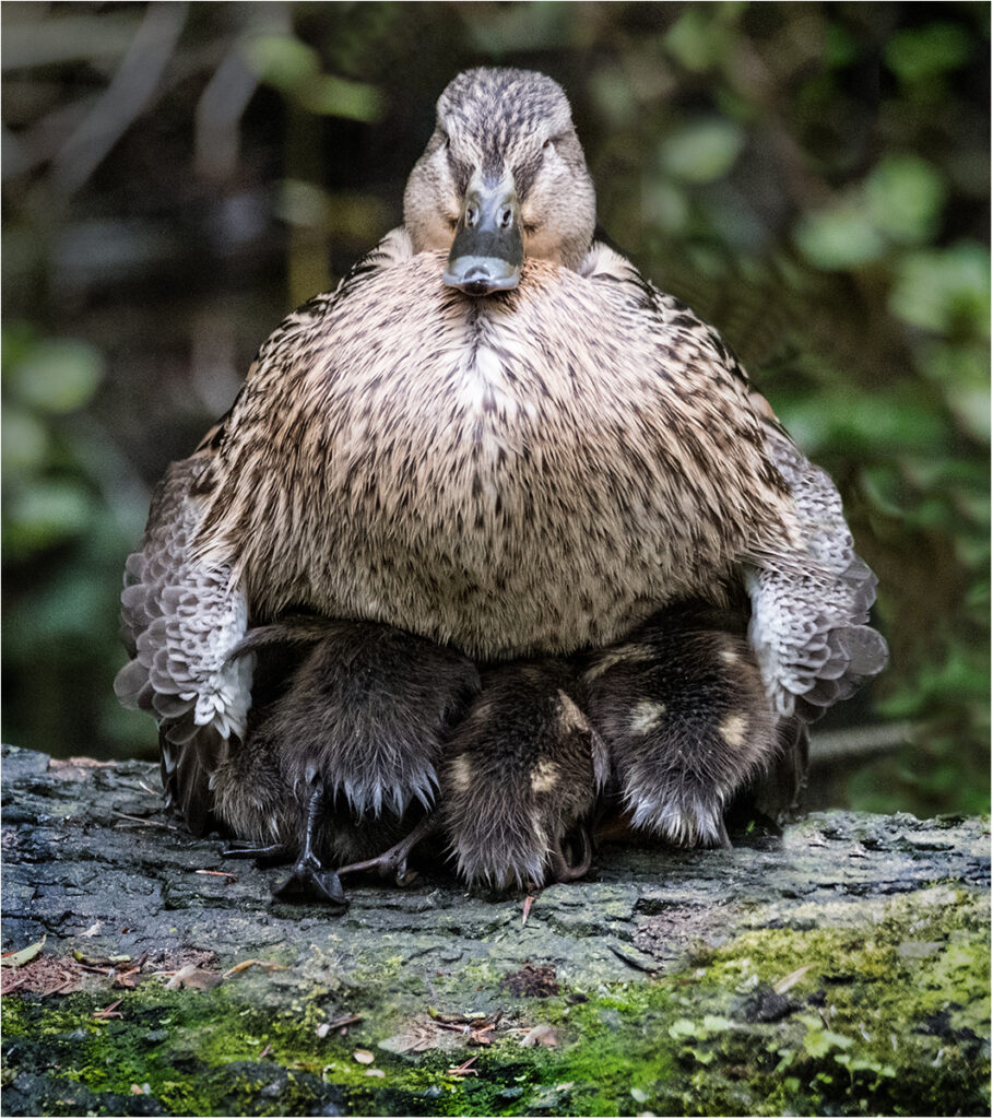 Lockdown by Chris Chinnick