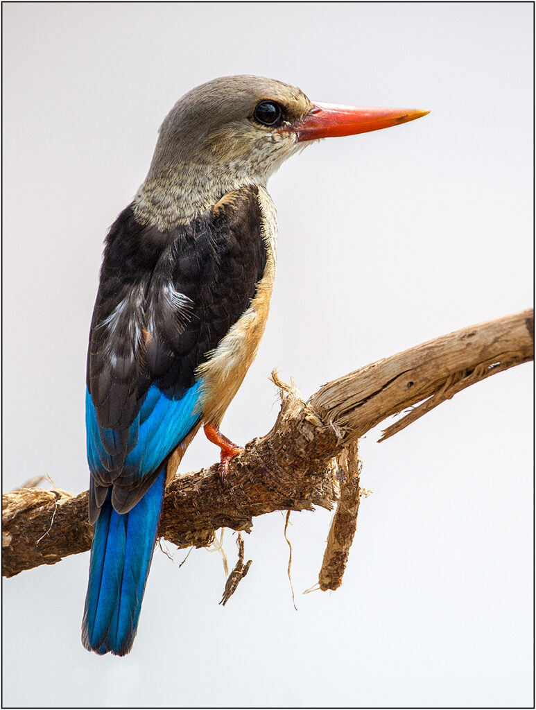 Malachite Kingfisher by Dave Russell