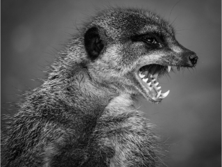 Meerkat by Andre Van De Sande