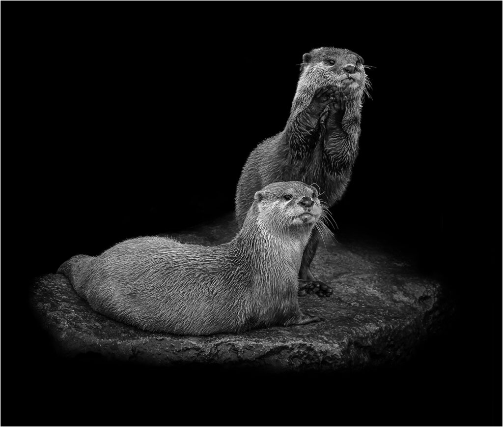 Otters by Andre Van De Sande