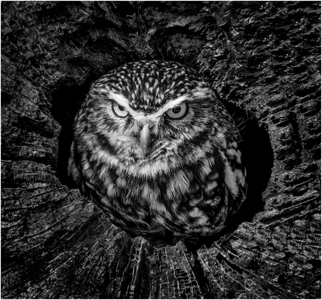 Owl by Chris Chinnick