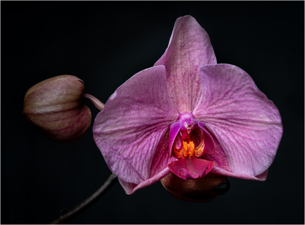 Phalaenopsis orchid by Niall