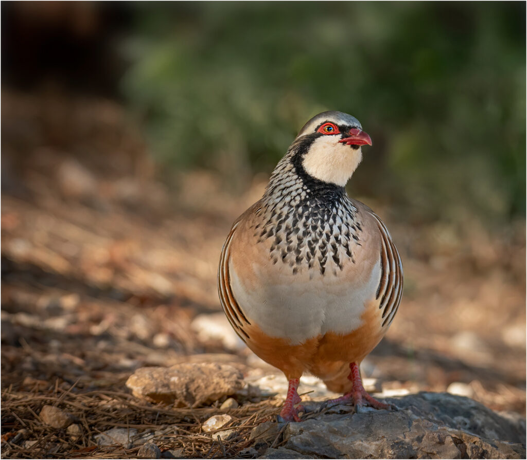 Red-legged partridge by Andre Van De Sande