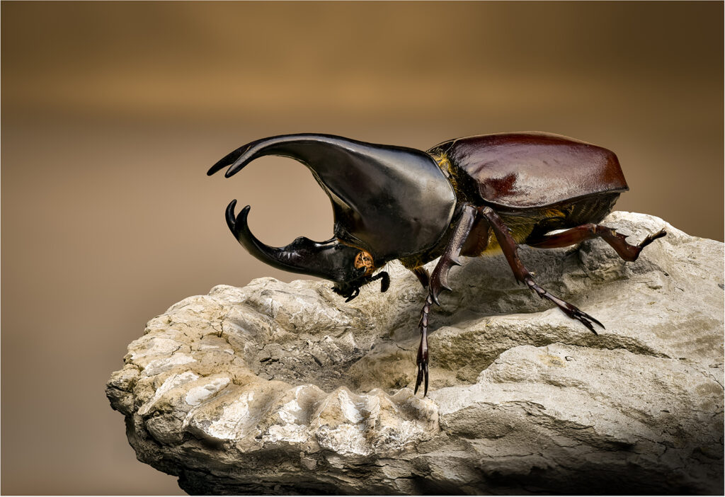 Rhinoceros beetle by Andre Van De Sande