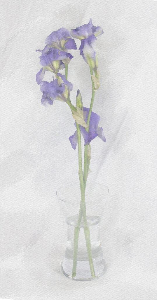 Watercolour Iris by Cara Suton