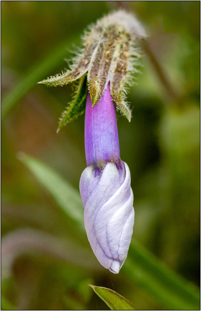 Alpine Beauty by Stephen Willcocks