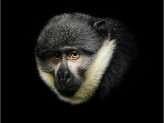 Bright eyes Andre Van de Sande