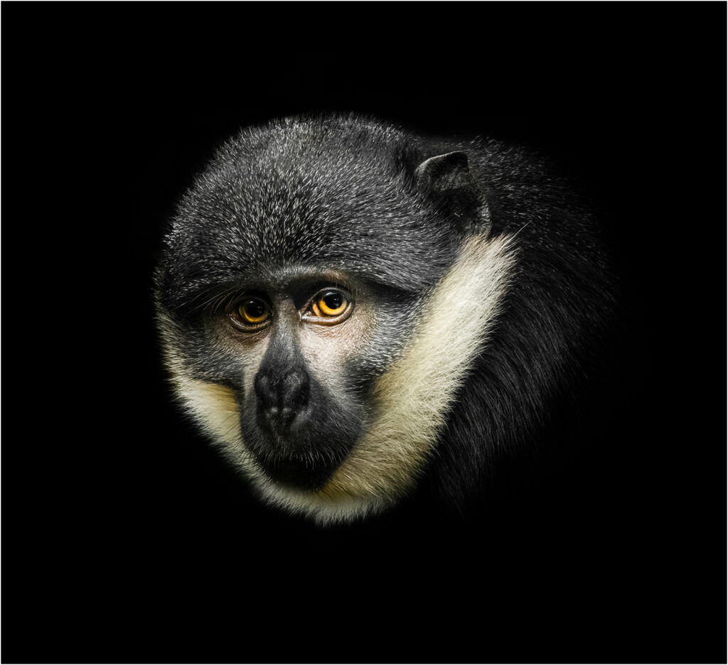 Bright eyes by Andre Van De Sande