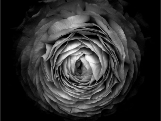 Buttercup by Andre Van de Sande