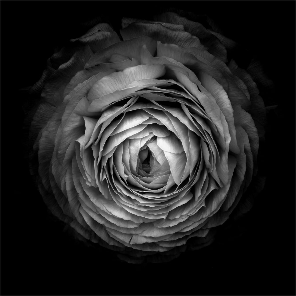 Buttercup by Andre Van de Sande