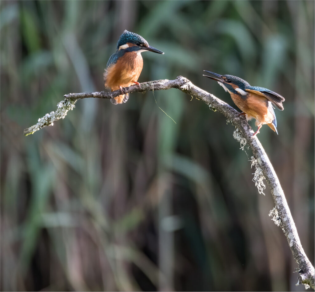 Clear Off by Chris Chinnick