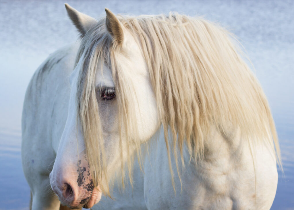 If wishes were horses by Cara Sutton