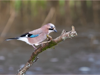 Jay by Dave Barton