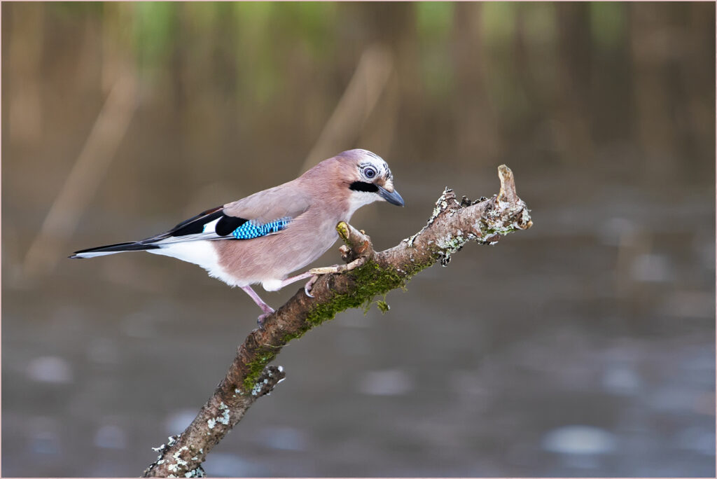 Jay by Dave Barton