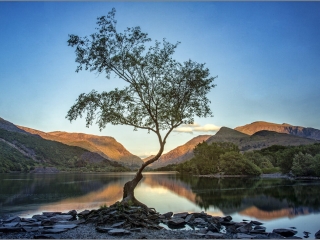 Lone Tree #1 by Dave Russell