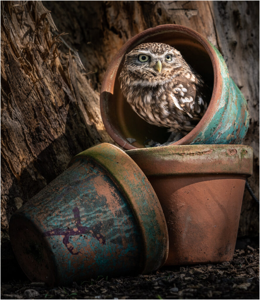Owl in a flower pot by Niall
