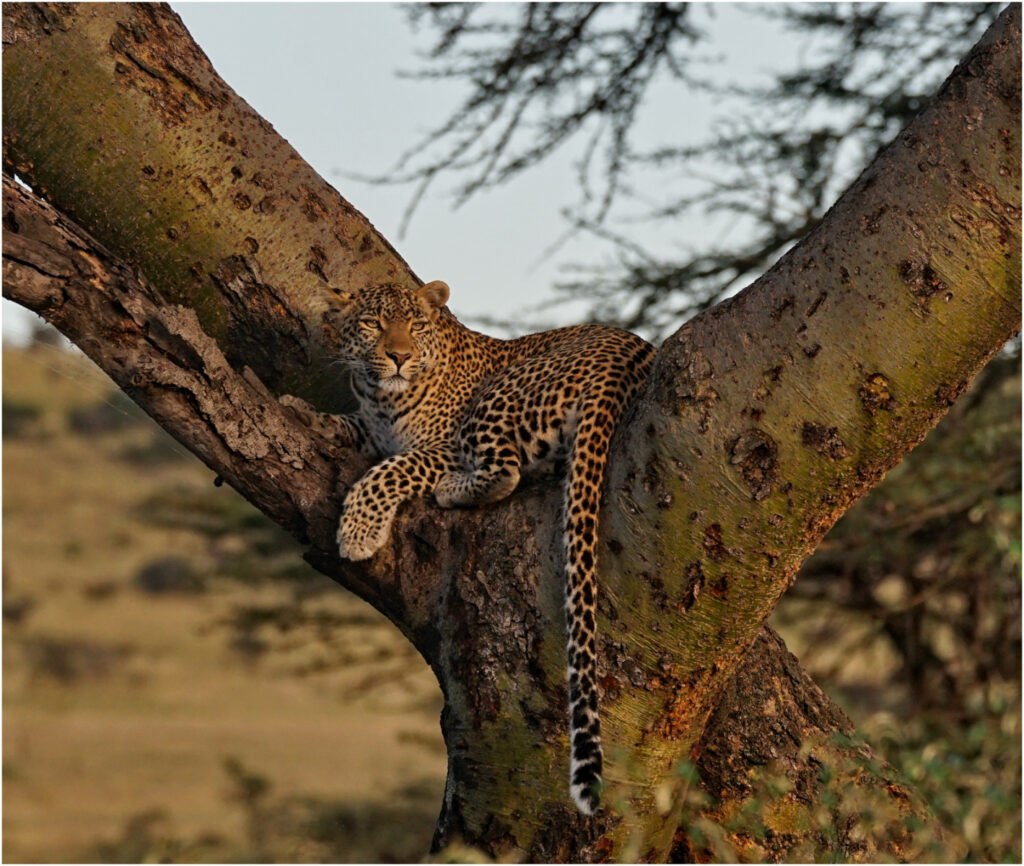 Vantage Point by Tim Stephens