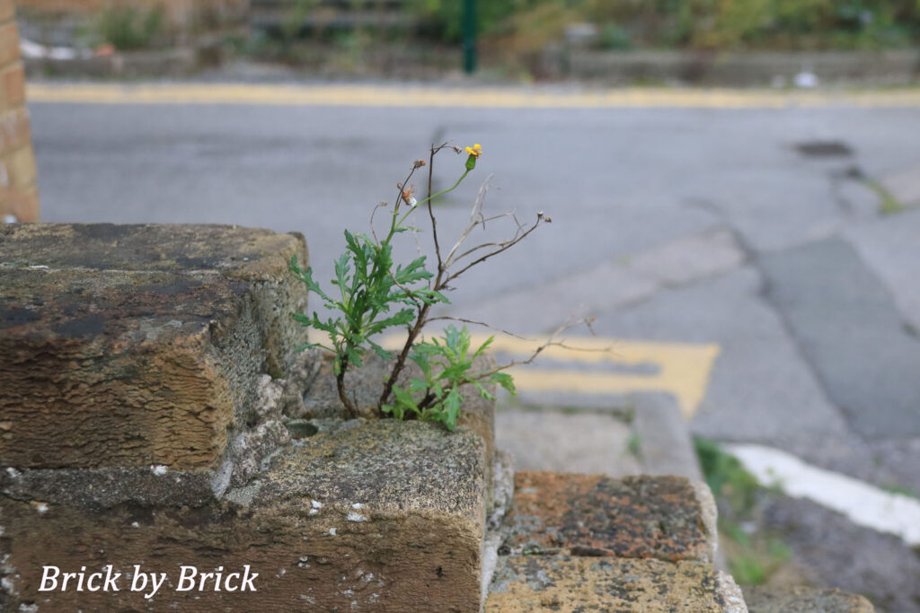 Brick by brick by Anne Phillips