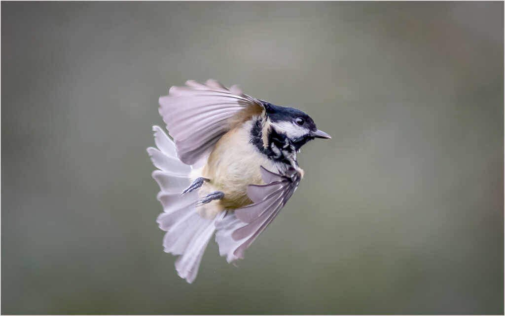 Coal tit by Andre Van De Sande
