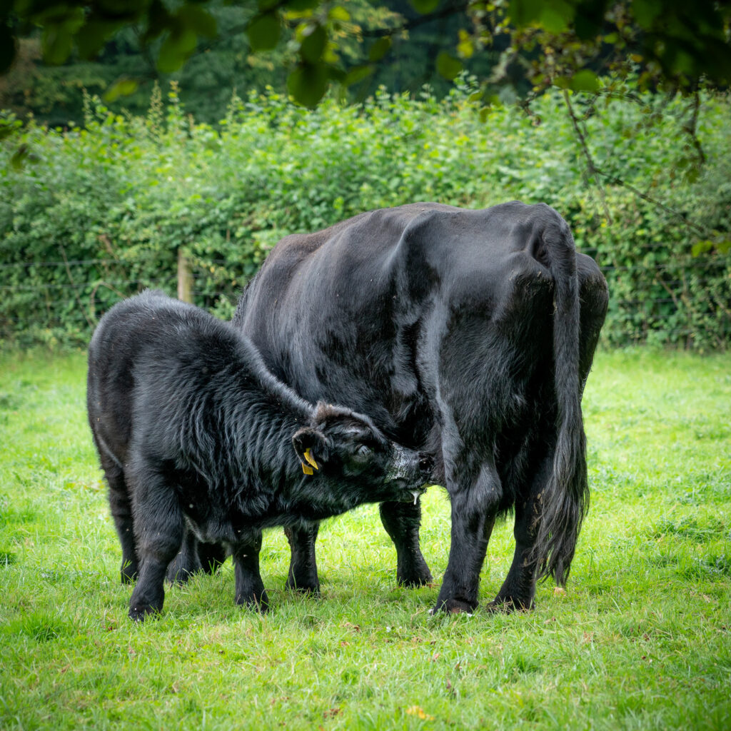 Mothers milk by Niall