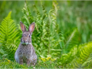 Wild rabbit by Andre Van de Sande