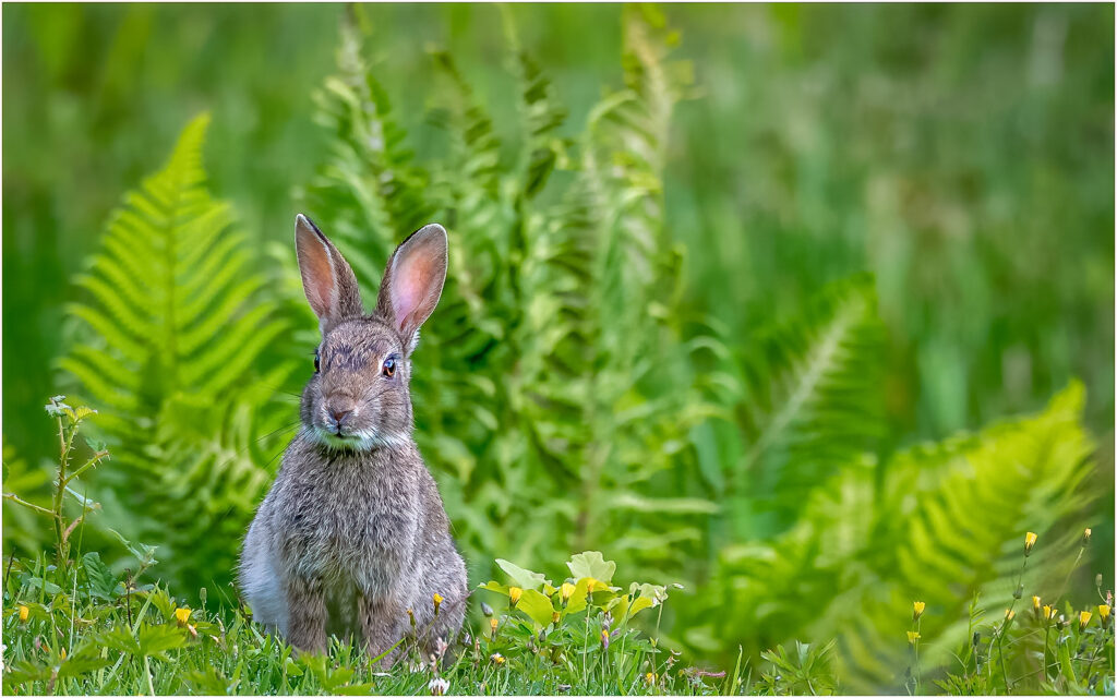 Wild rabbit by Andre Van de Sande