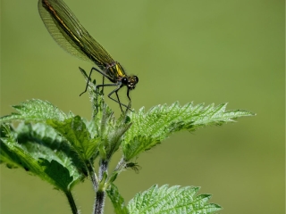 Banded Damoiselle by Chris Chinnick