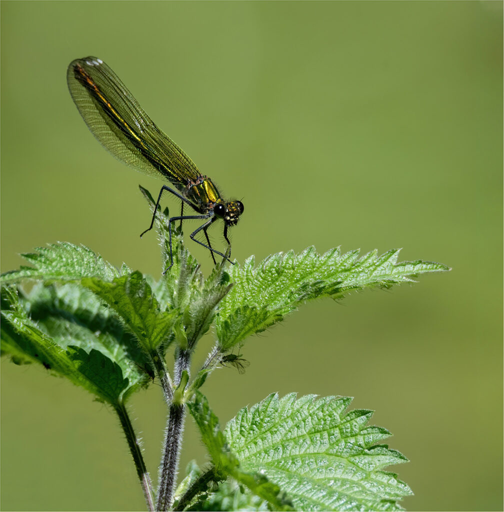 Banded Damoiselle by Chris Chinnick