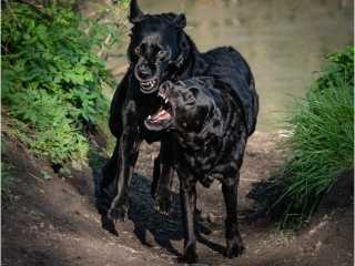 Canine disagreement by NIall