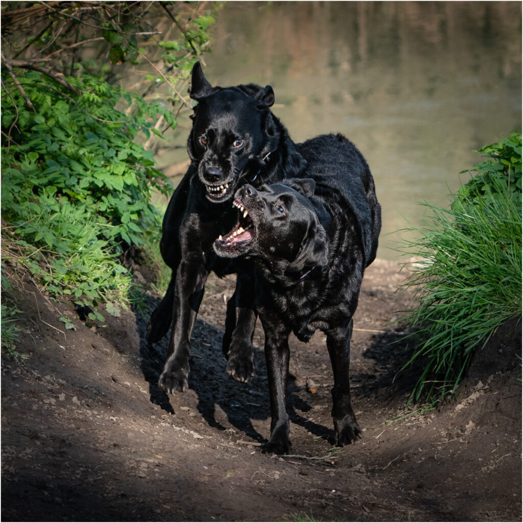 Canine disagreement by NIall