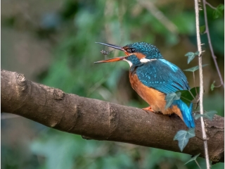 Kingfisher by Andre Van de Sande
