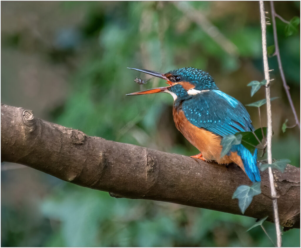 Kingfisher by Andre Van de Sande