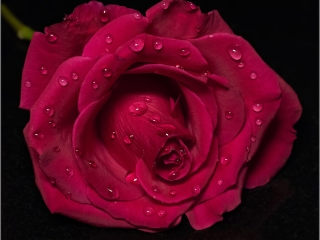 Symbol of Passion by David Barton