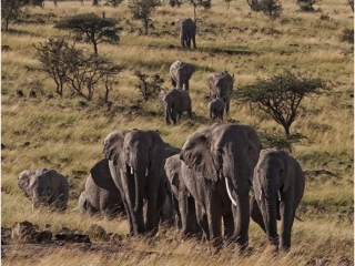 The Parade by TIm Stephens