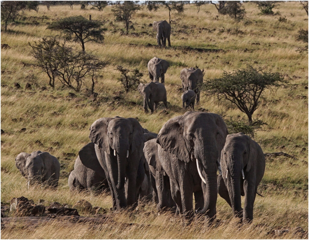 The Parade by TIm Stephens