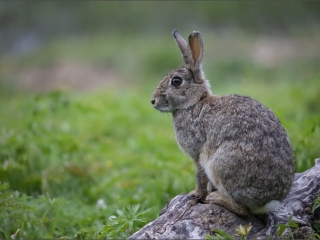 Wild Rabbit by David Barton