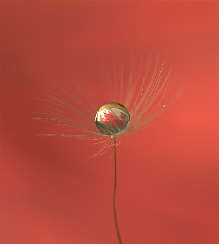 Dandelion achene with welsh water droplet by Andre Van de Sande