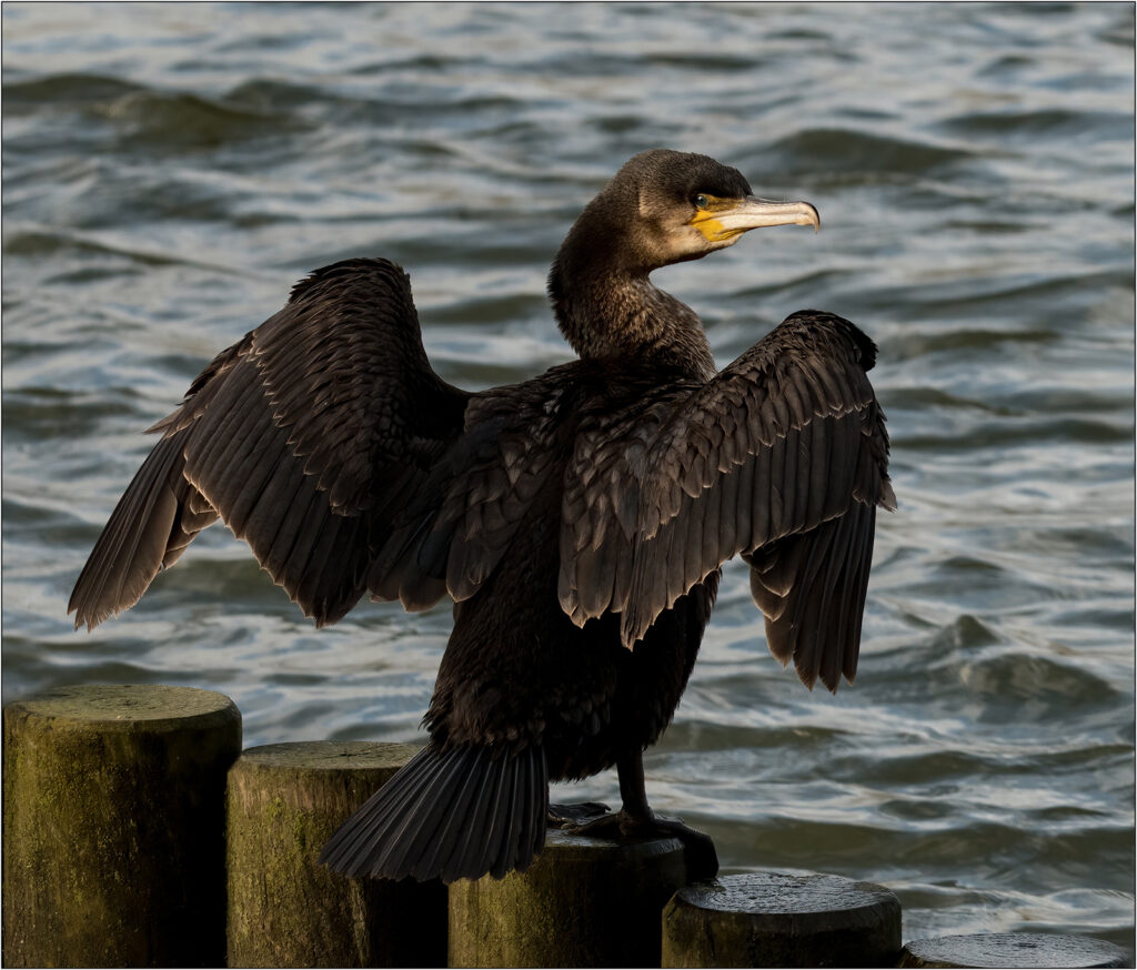 Hanging out to dry by Chris Chinnick