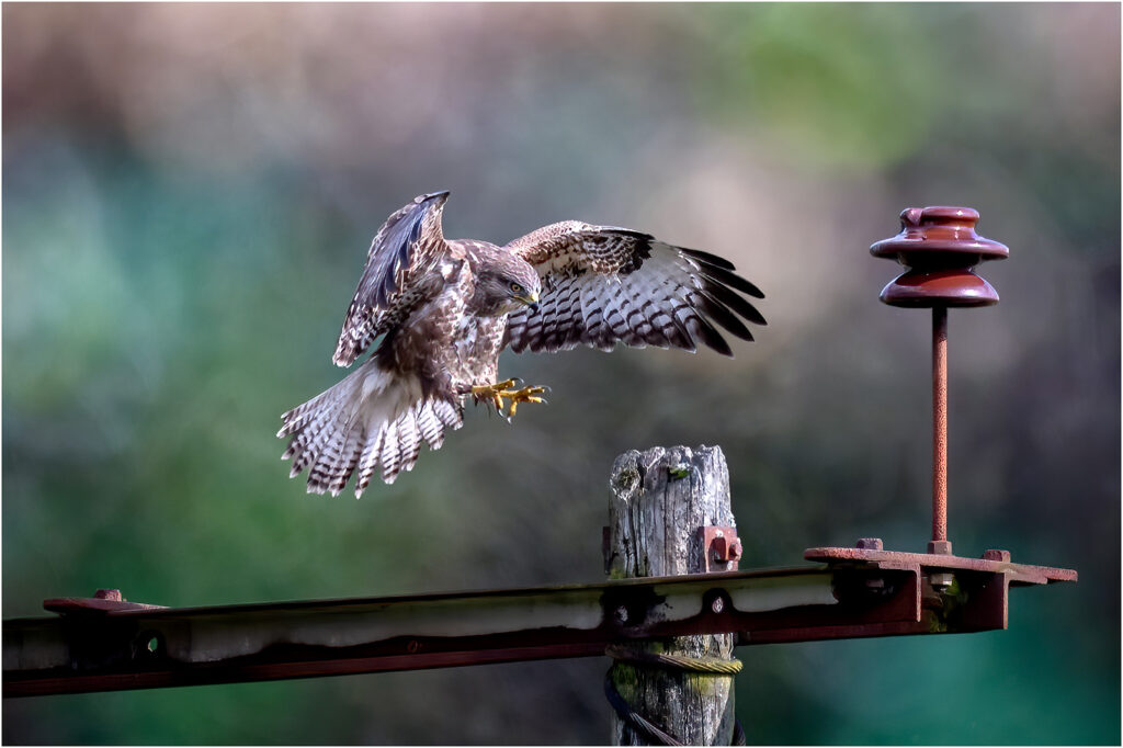 Incoming buzzard by Andre Van de Sande