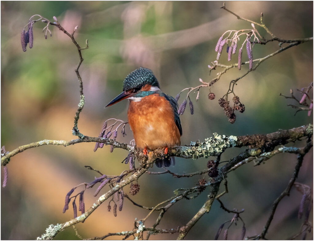 Kingfisher by Andre Van de Sande