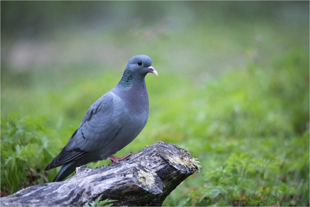 Stock dove by David Barton
