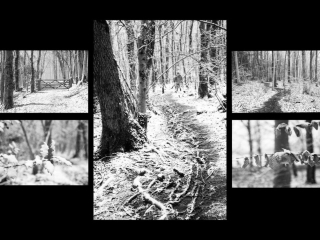 2 woodland snow panel (Monochrome) by Ann Phillips