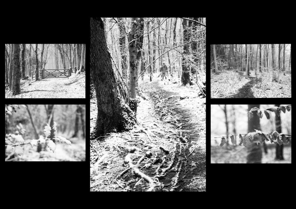 2 woodland snow panel (Monochrome) by Ann Phillips